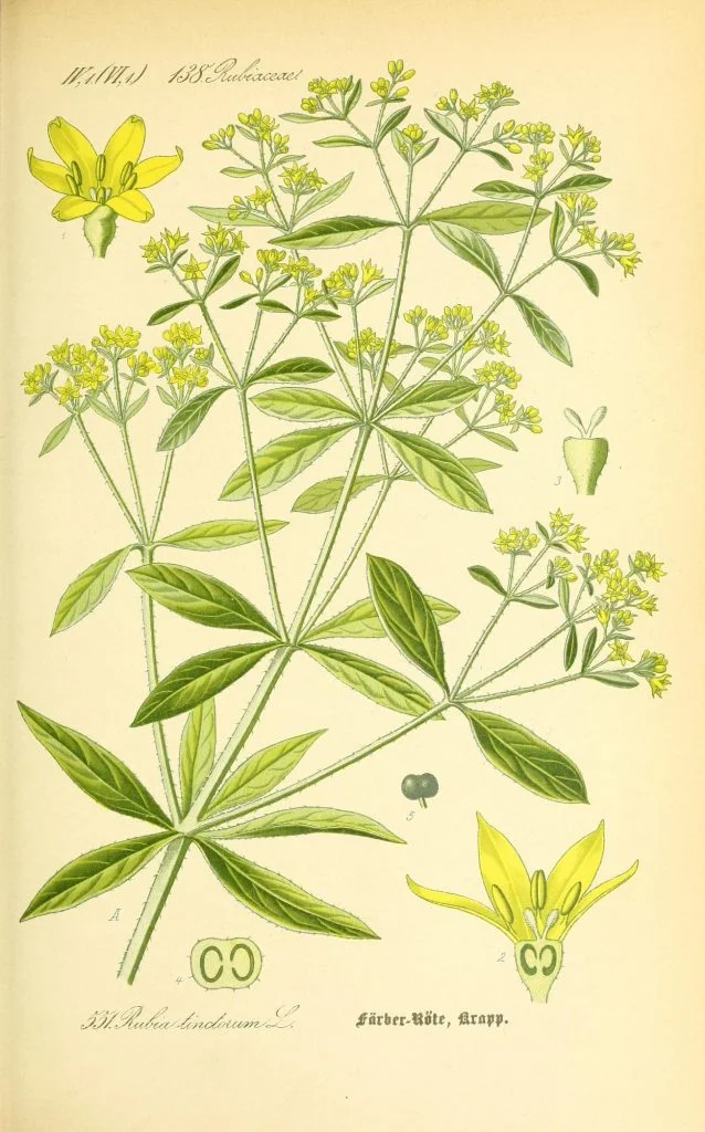 Rubia tinctorum